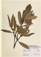 藏品(臺灣杜鵑)的圖片